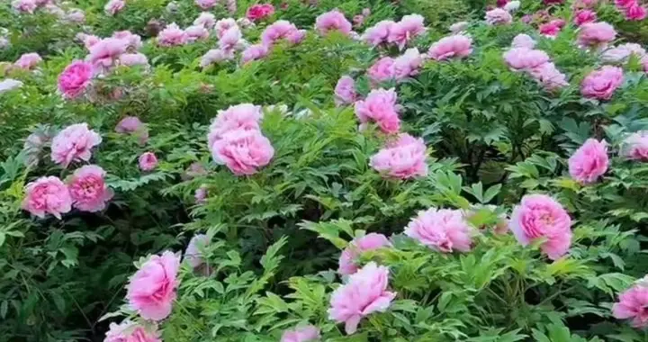 西安牡丹苑成顶流 免费赏花为何这么火