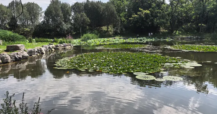 新华锦股价跌停，关联方占资4.06亿未还，这类股民可索赔