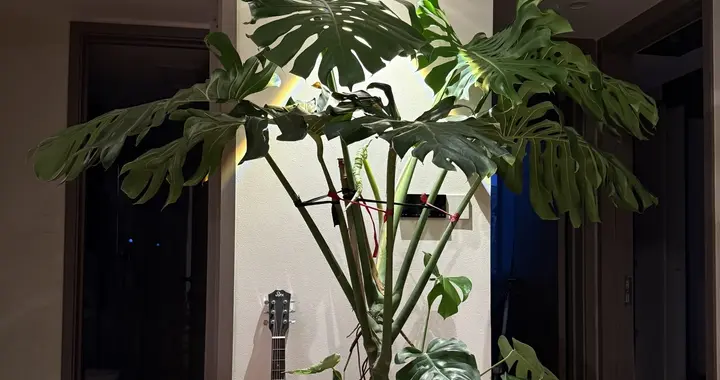 家中摆上这 6种绿植，常年油绿不怕缺光，净化空气还能旺家