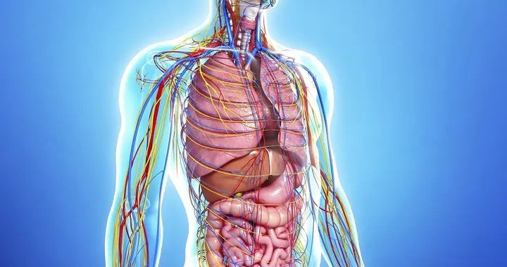 人体解剖与生理学，揭人体的秘密。