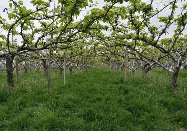 果园绿肥覆盖栽培技术