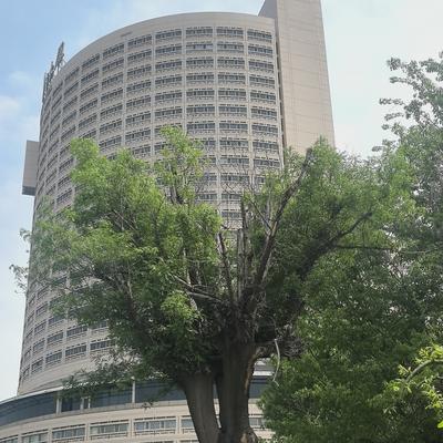 艺游天下：山东大厦牡丹盛开