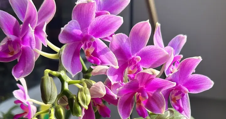 “家里种4花，不富也会发”，这4种好运花养在家，日子越过越顺