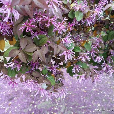 小薇看世界：我不由得停住了脚步，小区人家