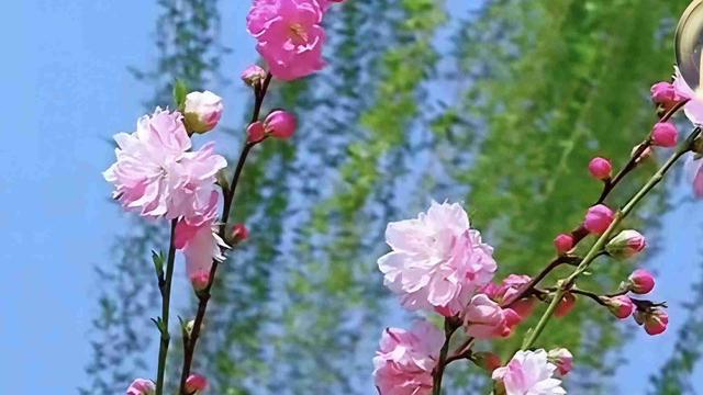 碧荷凝露：我的今日