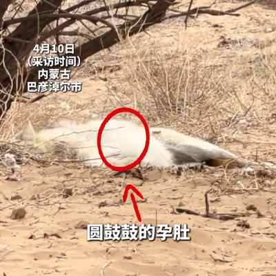 锐评台：震惊！野生母狼竟拖着孕肚闯保护站