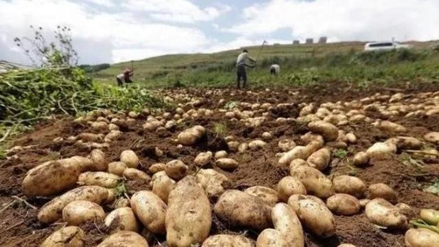 史说畅谈：中国人为什么不把土豆当主食，而