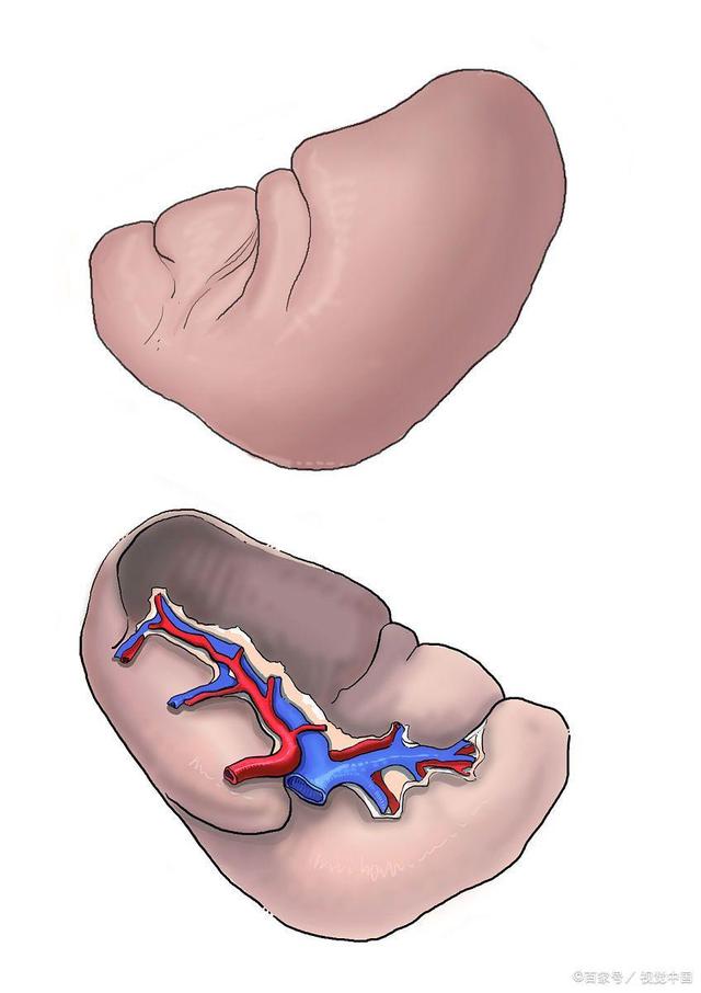 肝脏功能强大，那它生理上有什么作用