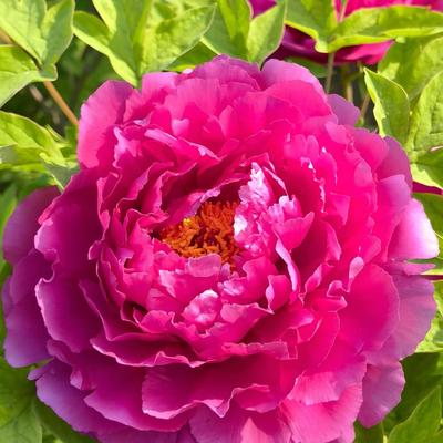 热心崔大夫：https://mp.wei