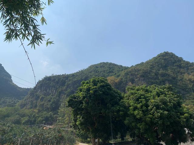 去香蕉地里摘白花菜