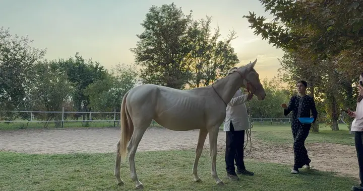 土库曼斯坦-中亚五斯坦中的另类存在