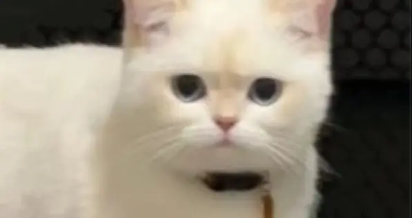 表情包：占有欲犯了
