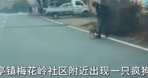 见人就咬！湖南疯狗被当场控制，居民慌了：还有被咬的狗