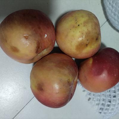 向日葵的姿态：终于理解为什么现在人越来越