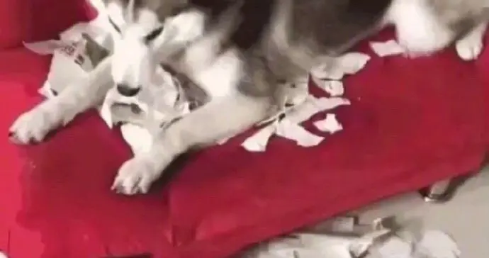 作业被二哈撕碎了，小孩太悲伤了