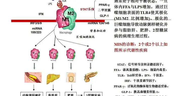 59岁超重2型糖友，肠菌移植一疗程，胰岛素减25单位，停二甲双胍