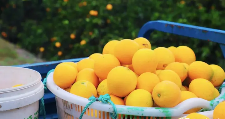 柑橘采果后树弱别慌，科学管理方案来了！