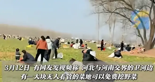 荠菜地遭数百人采挖后续：造谣视频被扒，女子删视频，惩罚逃不掉