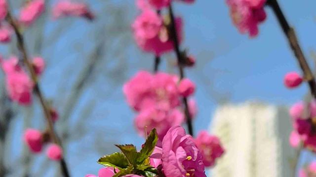 秦皇岛人力资源俱乐部