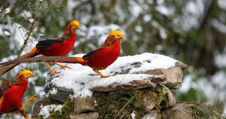 一堂“乌鸡变凤凰”赚大钱大课