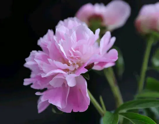 春节孙子给我带回来一个孩子，难道七十多岁的我要养重孙吗？
