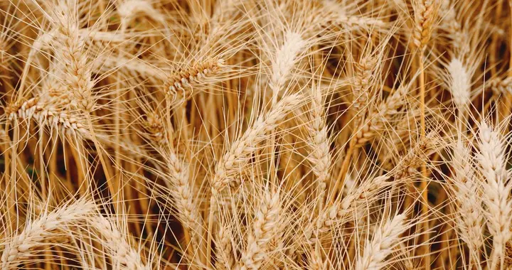 4 月两轮最低价小麦拍卖升温原因简析