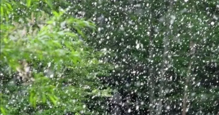 2026最新预警拉响！白毛毛进入狂飘模式，出门得捂脸，回家还得扫