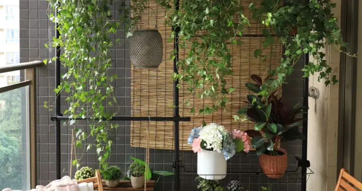 阳台太小，就把花种在墙上