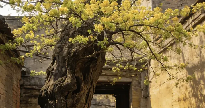 春风解意散烦忧，把舒展还给人间烟火