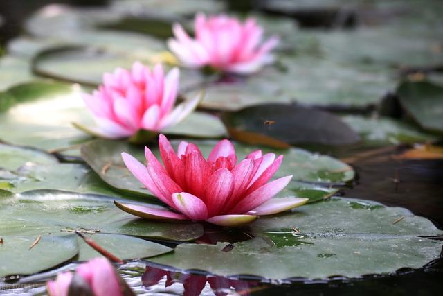 立夏节气的睡莲美景