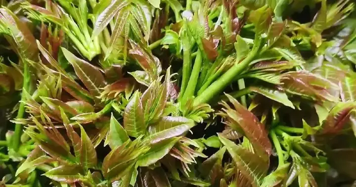 春天，使劲吃这嫩芽，一清热，二养肝，三护眼，四增免疫，正当季