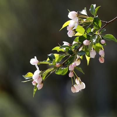 常笑WYW：海棠花开  苦恋 相思 离愁
