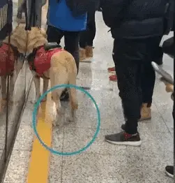 水滴宠物森林：一名男子一直骚扰一只。正在