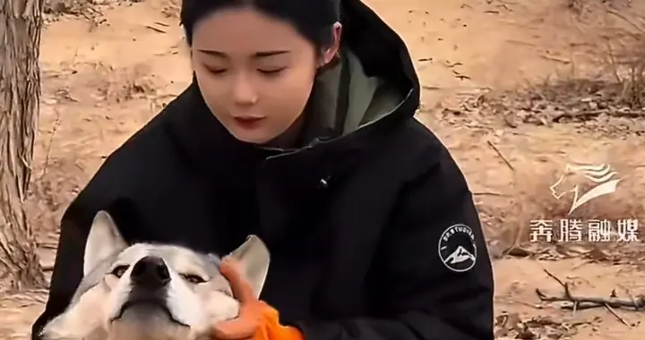 野生母狼主动下山到保护站待产！这一幕，看哭无数人