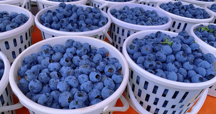 56岁大妈每天早上吃蓝莓，已经坚持了4年，体检后医生：方法不错