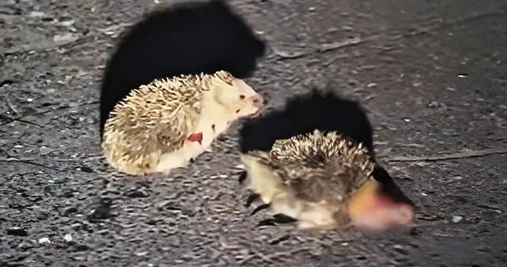 杭州一只刺猬满眼泪水守候被碾压同伴，它真的会悲伤到哭泣吗？