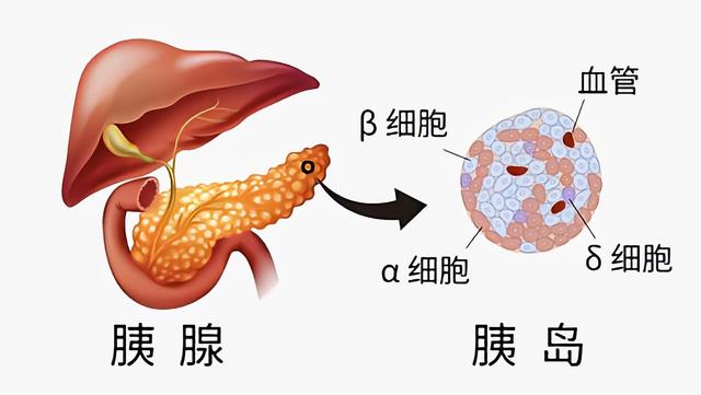 胰岛功能恢复的三大迹象，分别是什么？医生：预示血糖将步入正轨