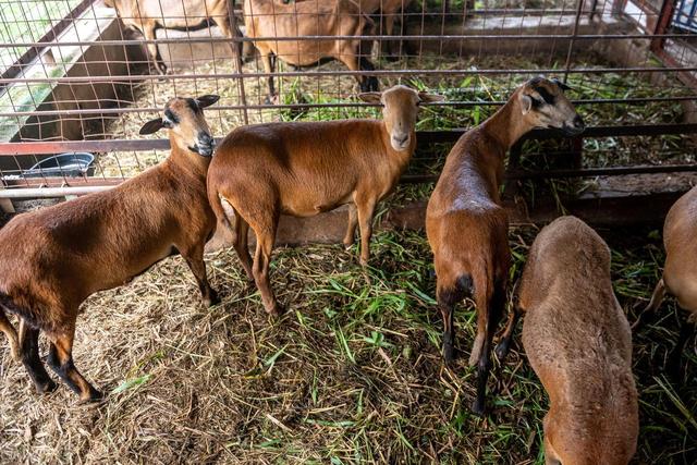 夏季谨防慢性羊传胸