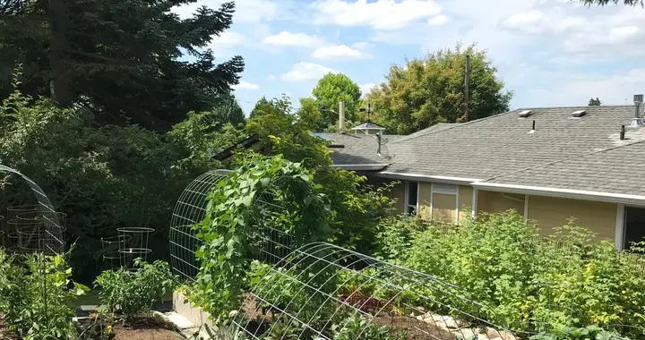 如果生活欺骗了你，不如去院子里种种菜