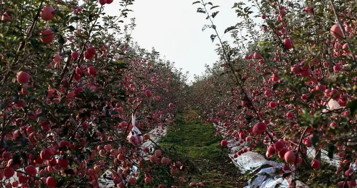提质增效！苹果纺锤形树形整形修剪关键技术要点