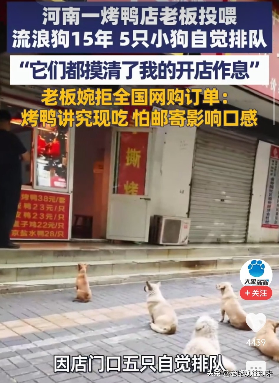 太暖了！洛阳，烤鸭店老板用鸭屁股投喂流浪狗15年，5只小狗早6点准时报...