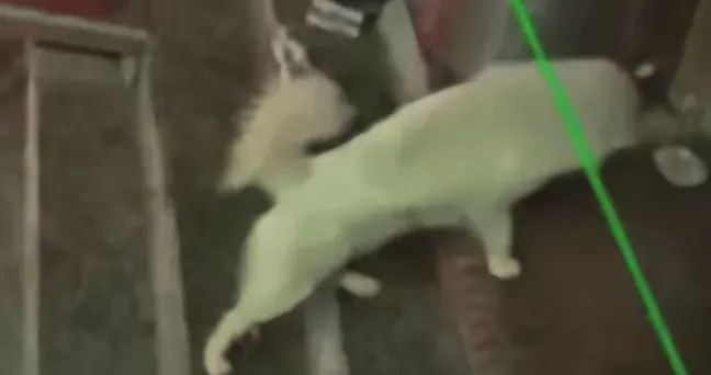 吉林烧烤店老板娘喂流浪狗，门锁坏后监控拍下一幕，全网破防