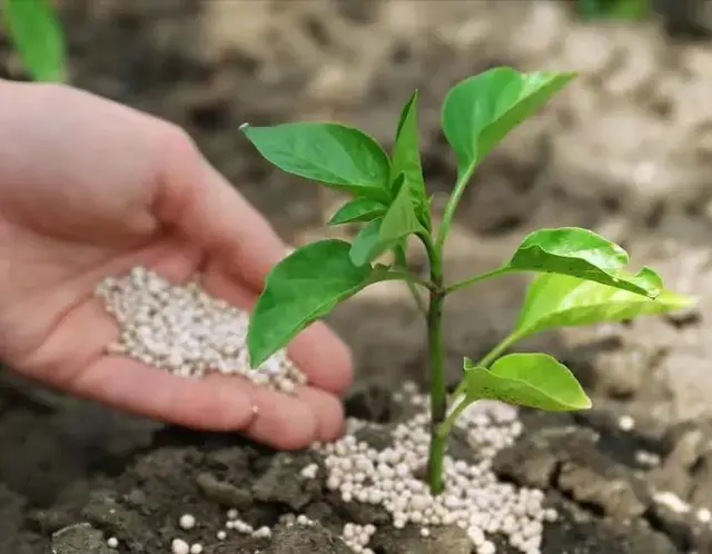 种植辣椒，要想结辣椒多，要追肥，追几次，追什么肥？
