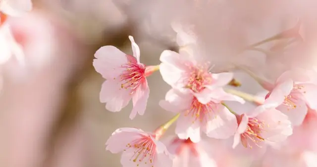 洞察｜三月文旅样本：花海+沉浸+文创，这才是研学场景该有的样子