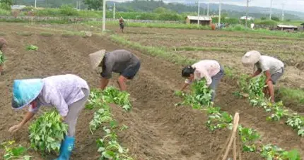 《老农常用的6类高效种植法，省肥省工还增产，家家户户都能用》