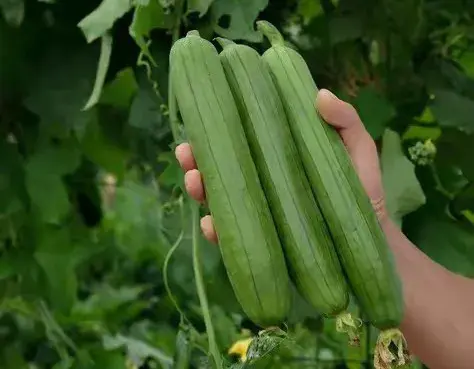 丝瓜千万别种多，移栽后做好这几个基本管理，一棵就够半村人吃