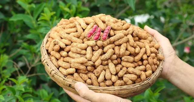 花生中的“抗癌机制”被发现！坚持吃还有4种好处！现在正当季