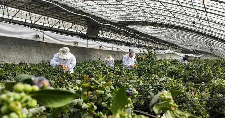 中国人还是太全面了，改造后的西北大沙漠，已经能种出香蕉菠萝了