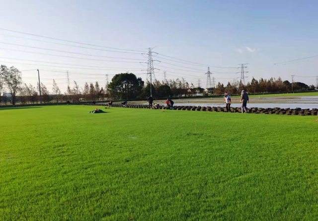 苏黎世Zurich——新西兰蓝标草坪型优质品种