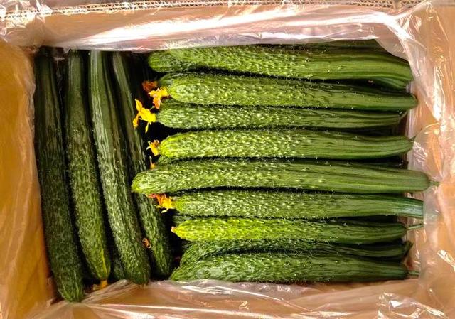 打了激素的黄瓜如何辨认？菜农：牢记4点，保准买不到激素黄瓜！